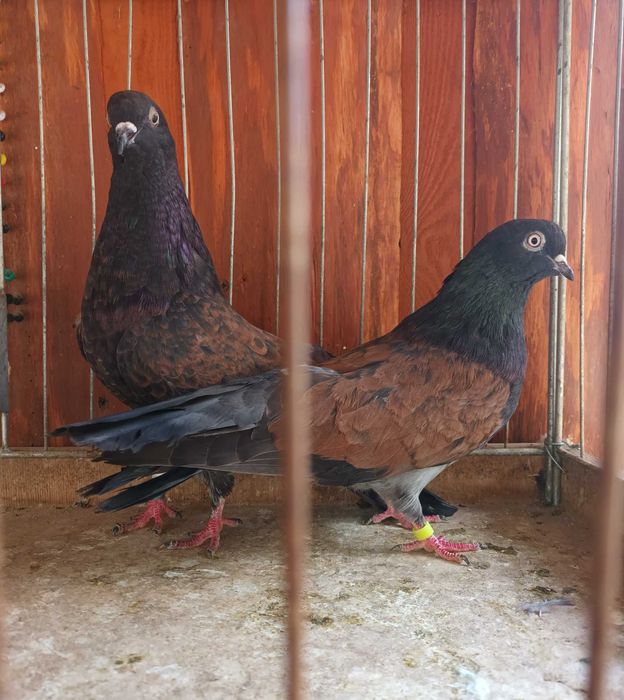 Gołebie mikołajewskie , kirowogradzkie