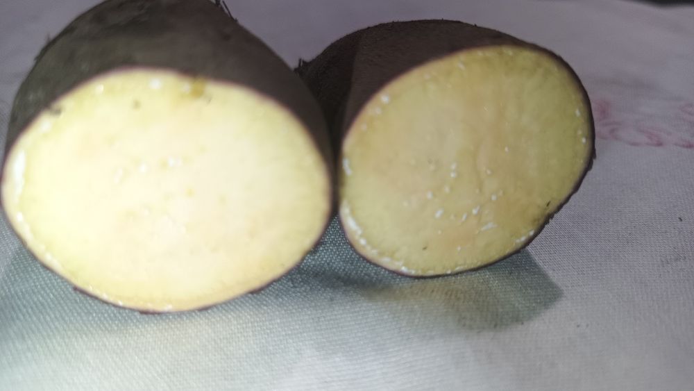 Batata doce biológica
