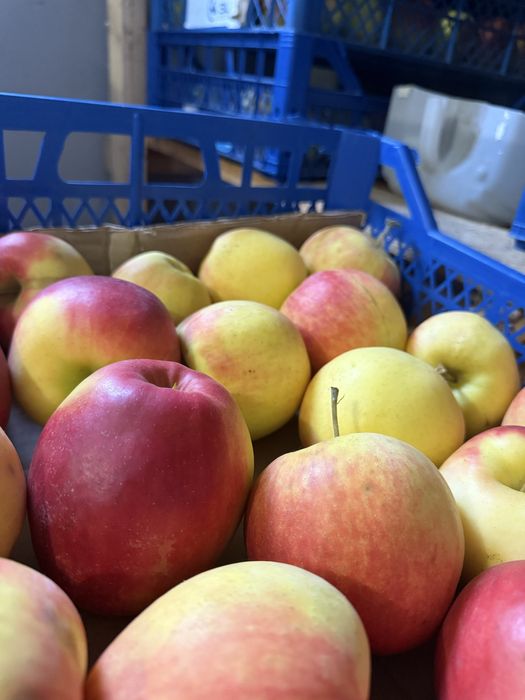 Доброго дня Продаю яблука домашнього вирощування