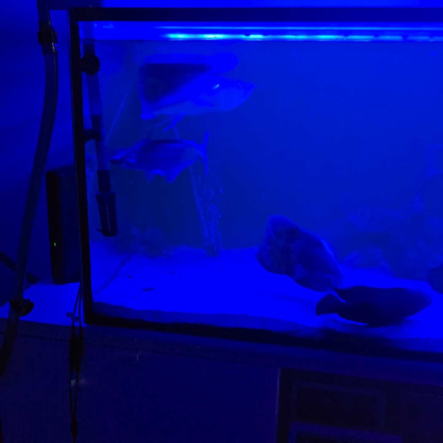 Vendo arowana prata e outros.