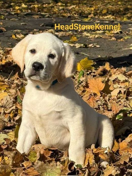 Щенки Лабрадора ретривера