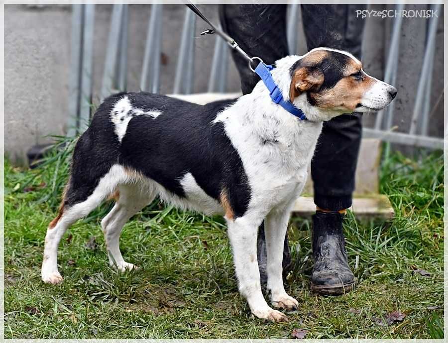 Kto pokocha cudowną Elwirę ?