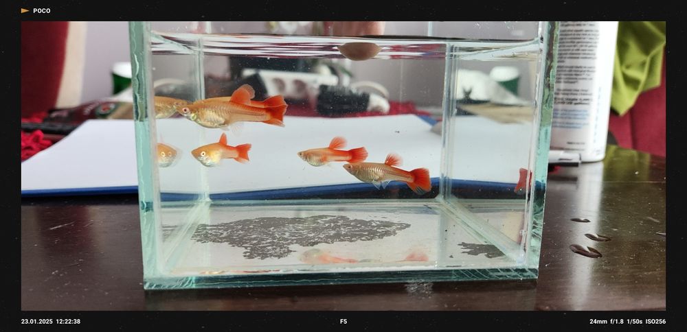 Gupik Red Albino Super Big Dorsal