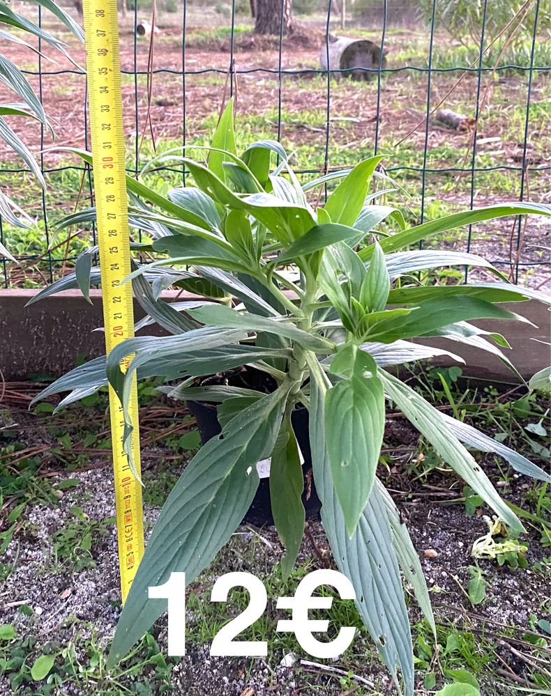 Echium Candicans / Orgulho da Madeira