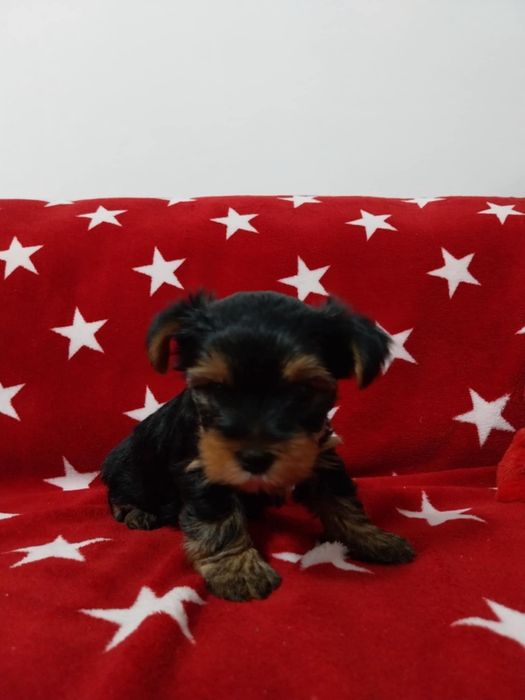 Yorkshire terrier
