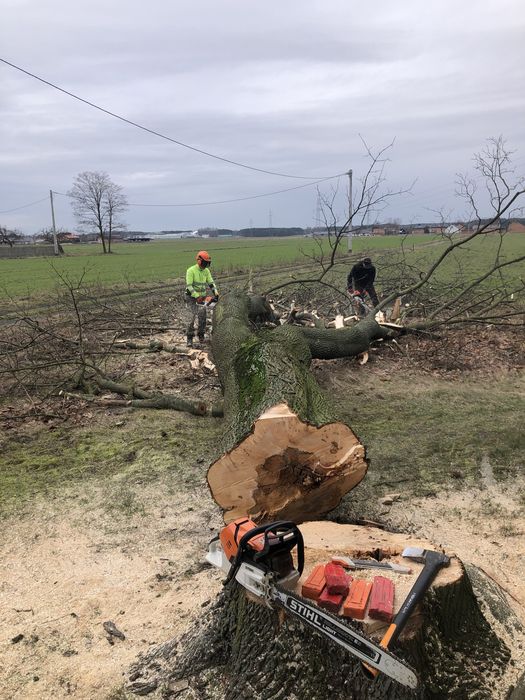 WYCINKA i pielęgnacja DRZEW ARBORYSTA rębak do gałęzi frezowanie pni