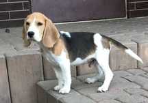 Beagle Bigle szczenię rodowodowe - piesek ZKwP / FCI po Championie Mł.