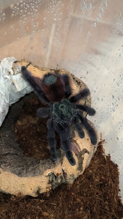 Samica Caribena versicolor