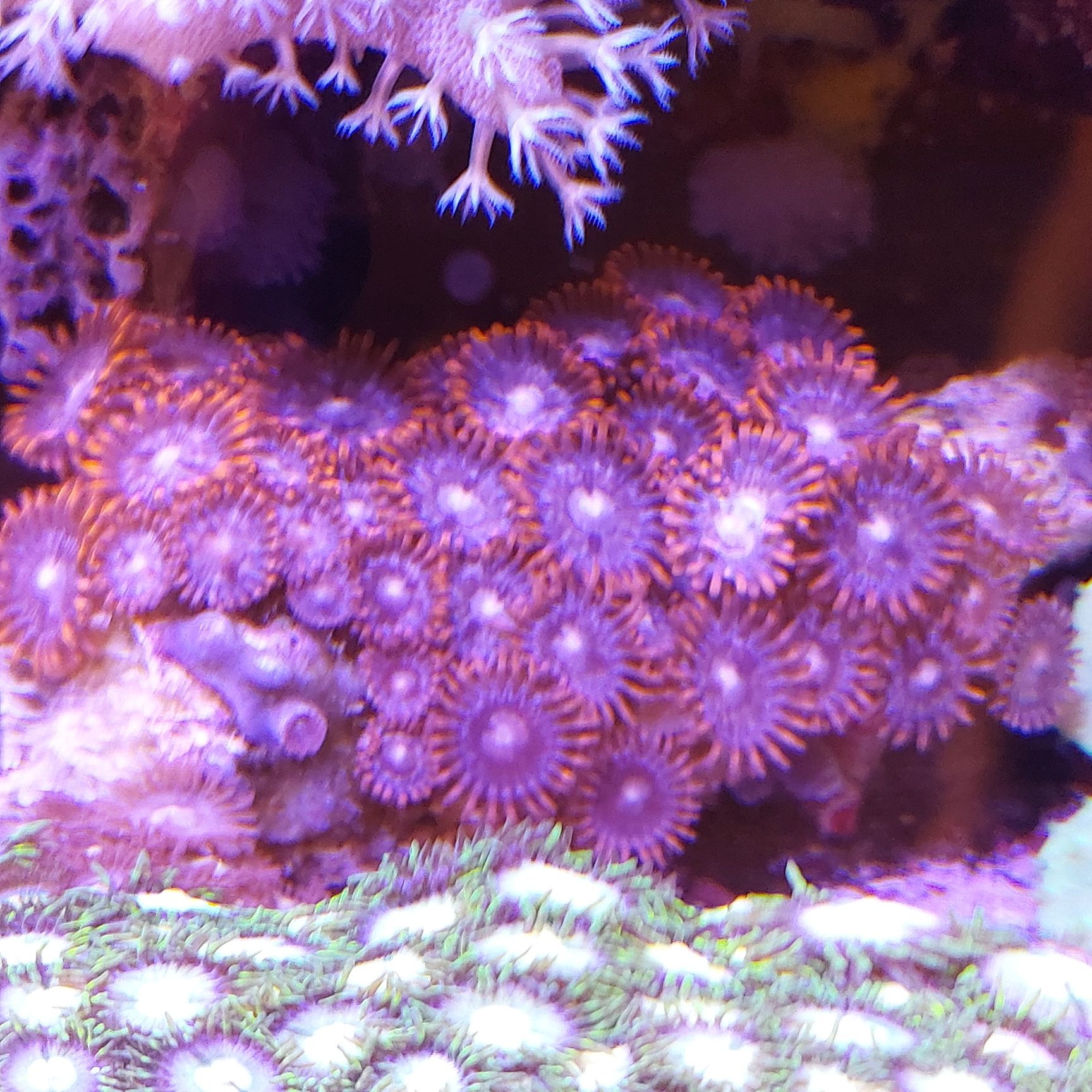 Zoanthus, akwarium morskie, koralowiec