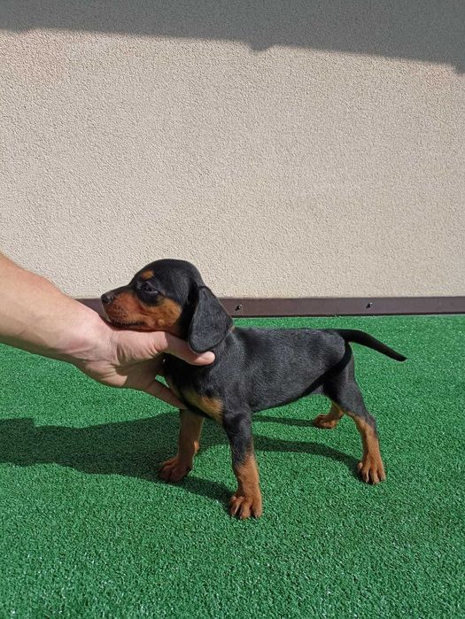 Szczenię Gończy Słowacki KOPOV