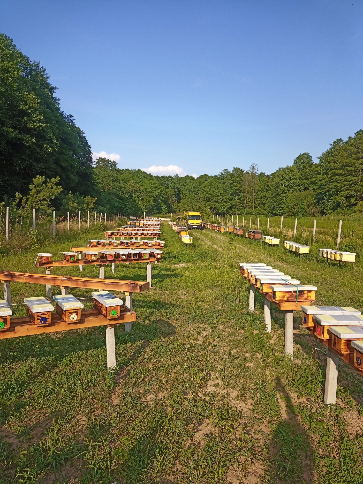 Matki pszczele Buckfast, Włoszka, Elgon,Carnica