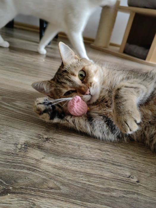 Mała kotka Wiktoria szuka domu