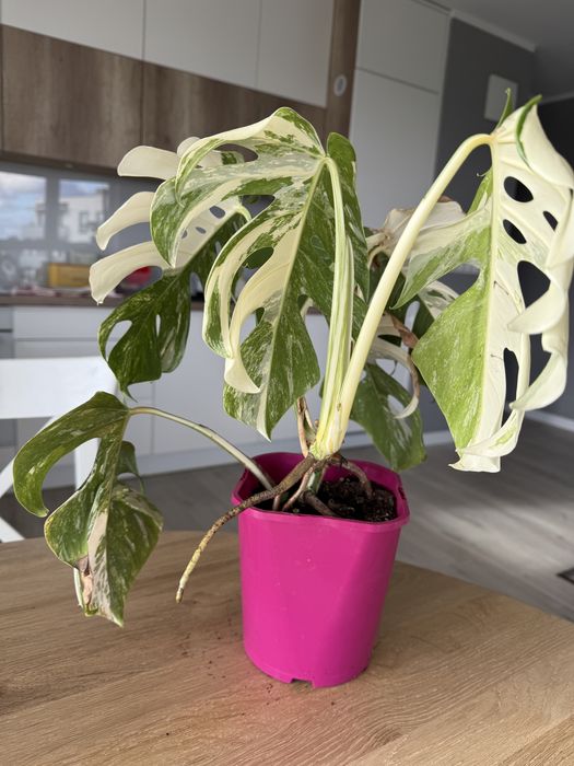 Monstera variegata odchowana sadzonka około 45 cm
