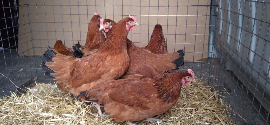 Kury Nioski Leghorn! Młode! Wysylka na cały Kraj.