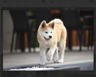 Akita Inu **Japońska** suka