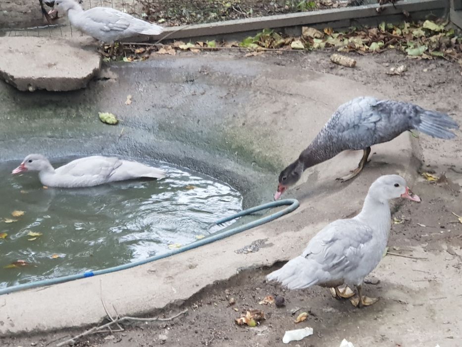 piżmowki niebieskie