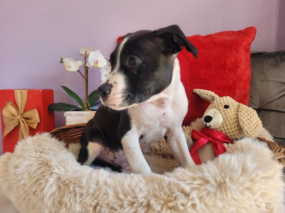 Cudowny chłopiec amstaff!
