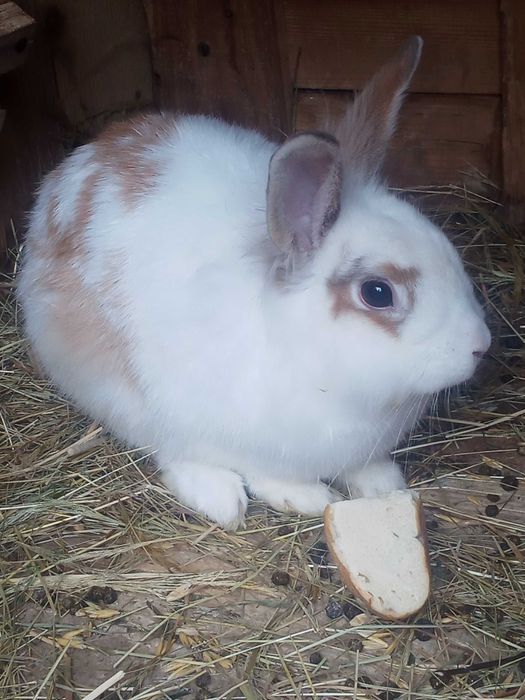 Króliki miniaturki.