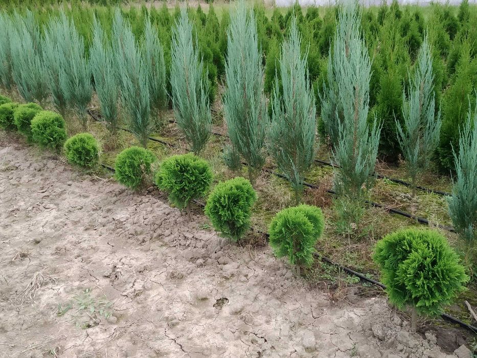 Tuja Danica śred 35-40 cm kula , Kraków , juta