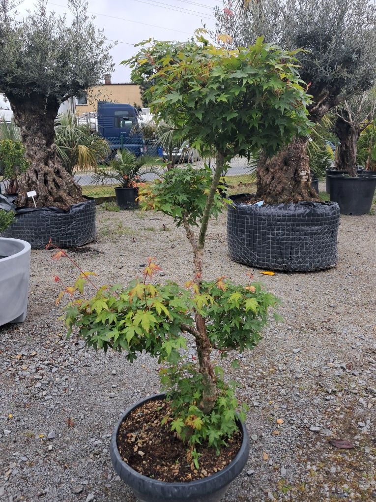 Klon palmowy formowany bonsai/ 150 cm