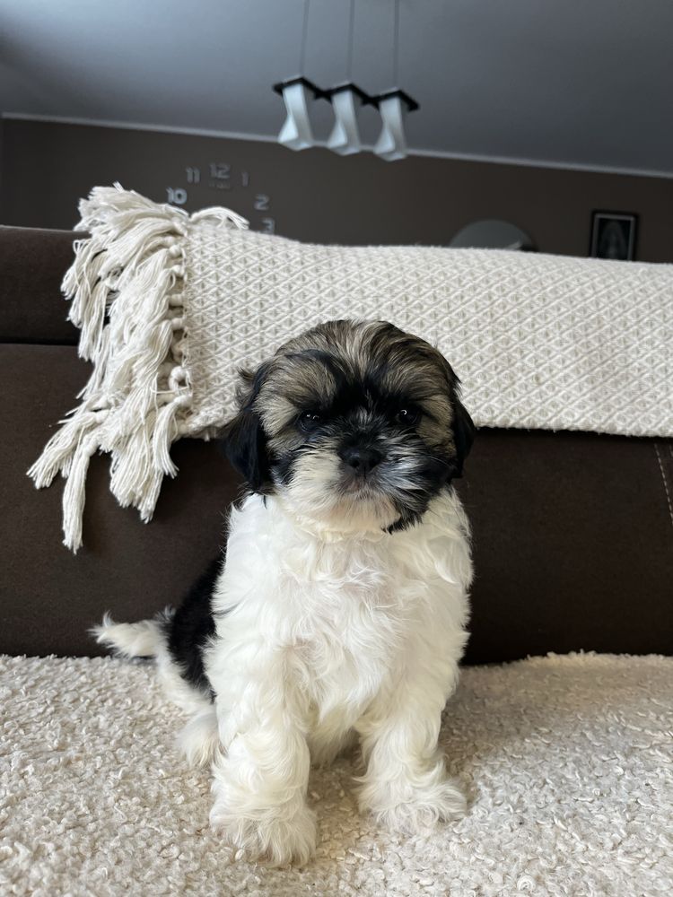 Urokliwy Piesek Shih Tzu Gotowy Do Odbioru