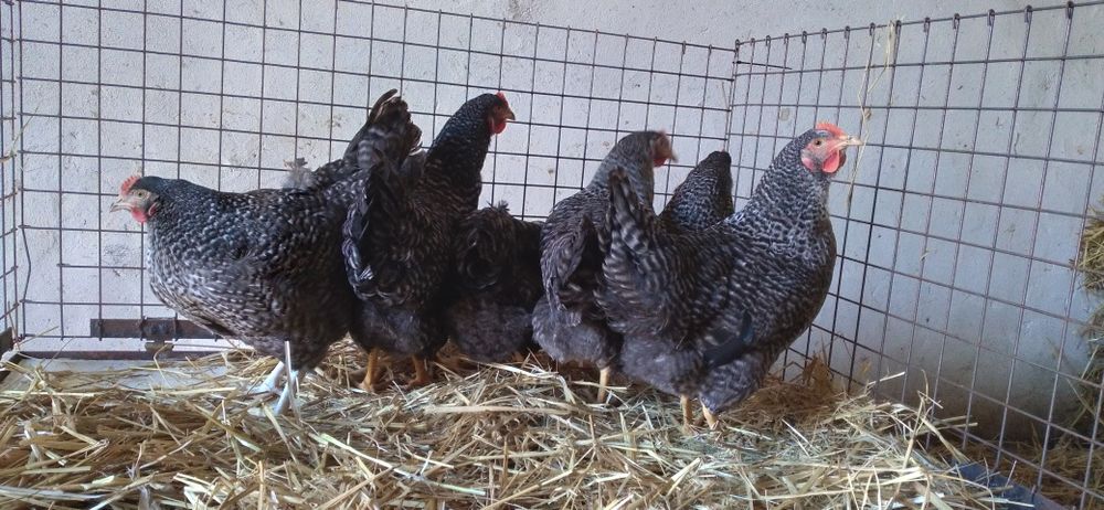 Kury Nioski Rosa 24 tygodnie! Wysyłka od 10 sztuk!