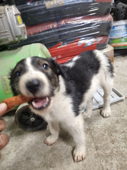 Szczeniak piesek mix kundel, borzoi