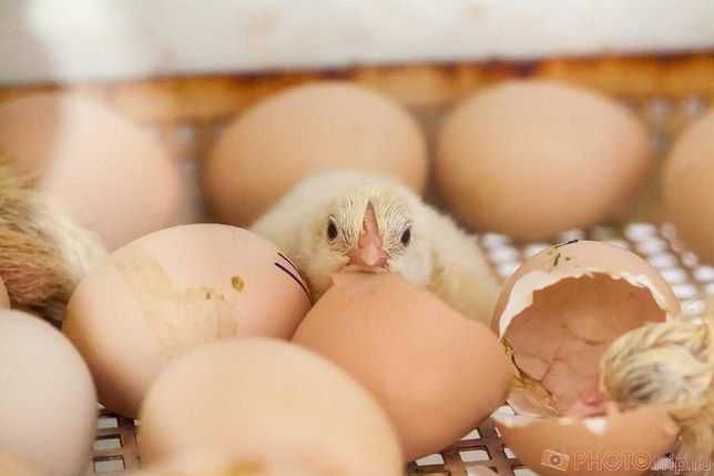 Инкубационное яйцо бурый доминант  Украина