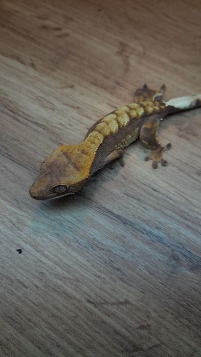 Gekon orzęsiony red harlequin samiec