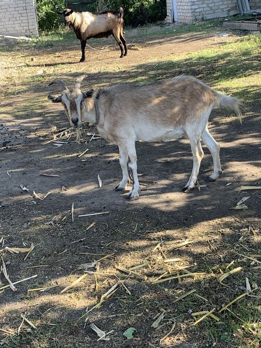 Продам козу