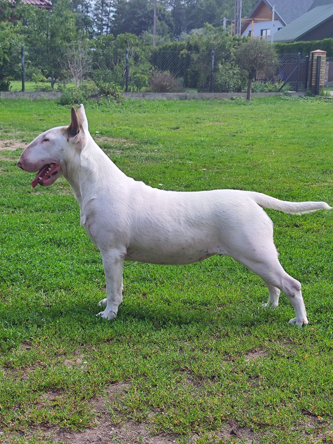 Sunia Bulterier Standard