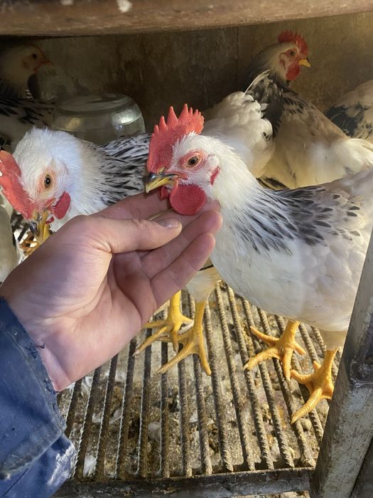 Півники домашні адлер сріблястий