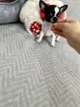Menino super mini chihuahua