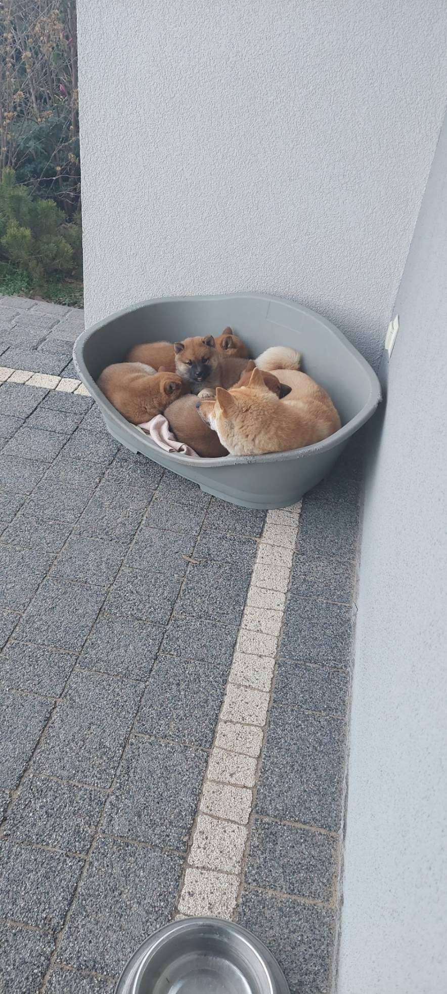 Shiba Inu szczenię