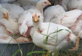 Бройлери,курчата,качки,гуси,індики,кури