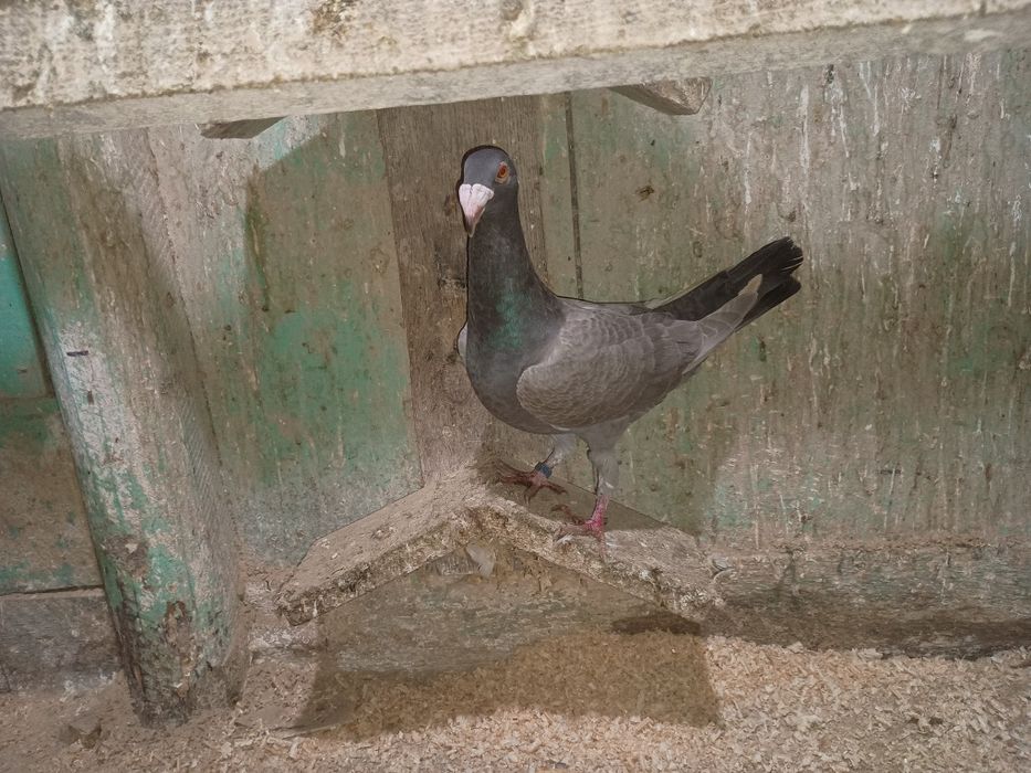 Gołębie rzeszowskie 2024/2025 samice i samce