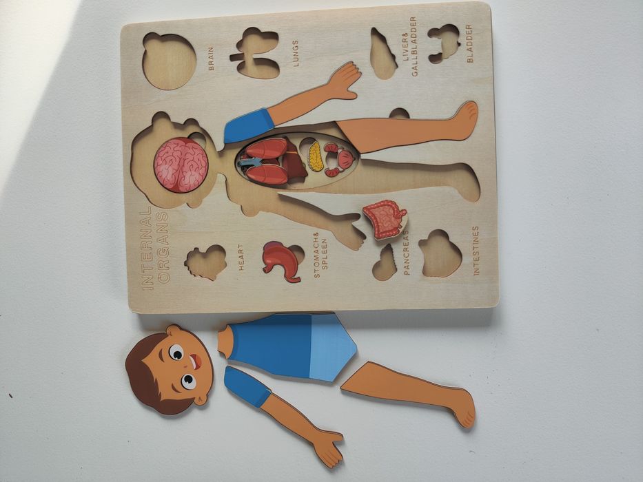 Warstwowa układanka drewniana organy człowieka