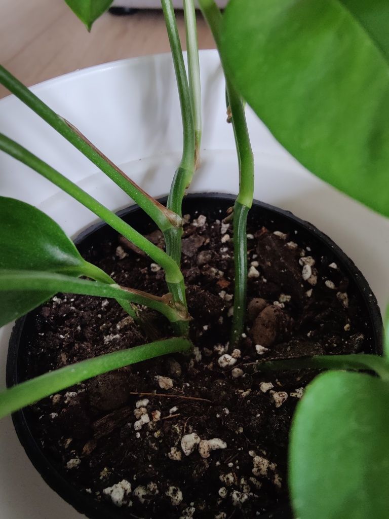Epipremnum jade całkiem zielone liście dwa pędy w doniczce