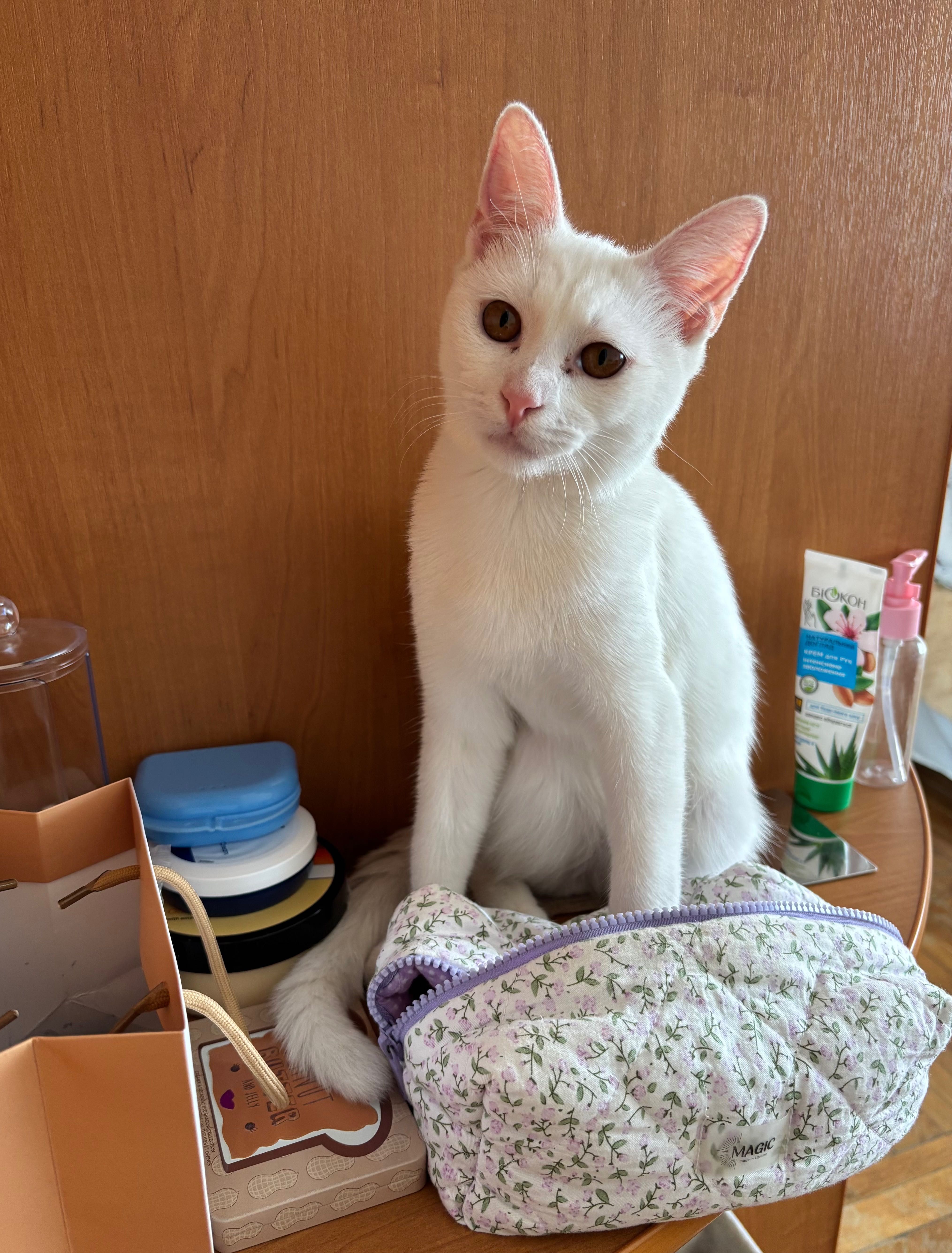 Віддам котика, 6 місяців