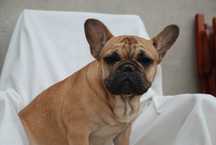 buldog francuski - sunia