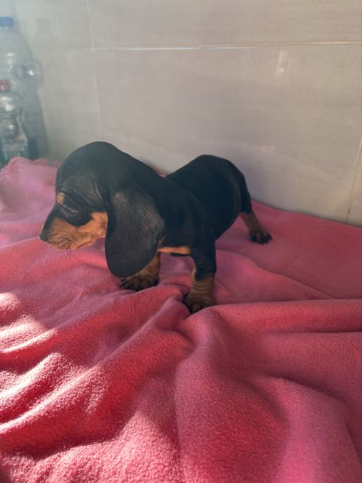 Teckel femea miniatura