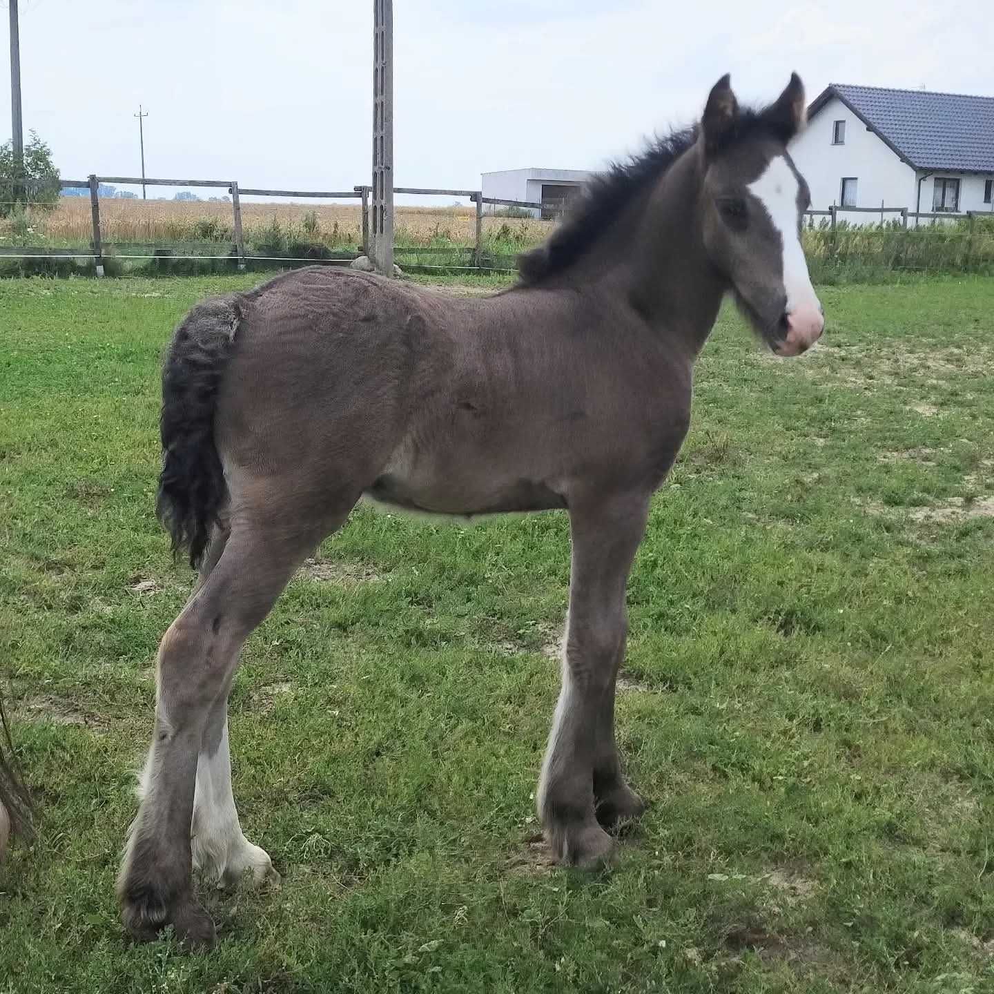 Konie hafljnger gypsy irish cob redukcja stada