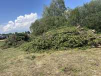 Drewno opalowe tuja