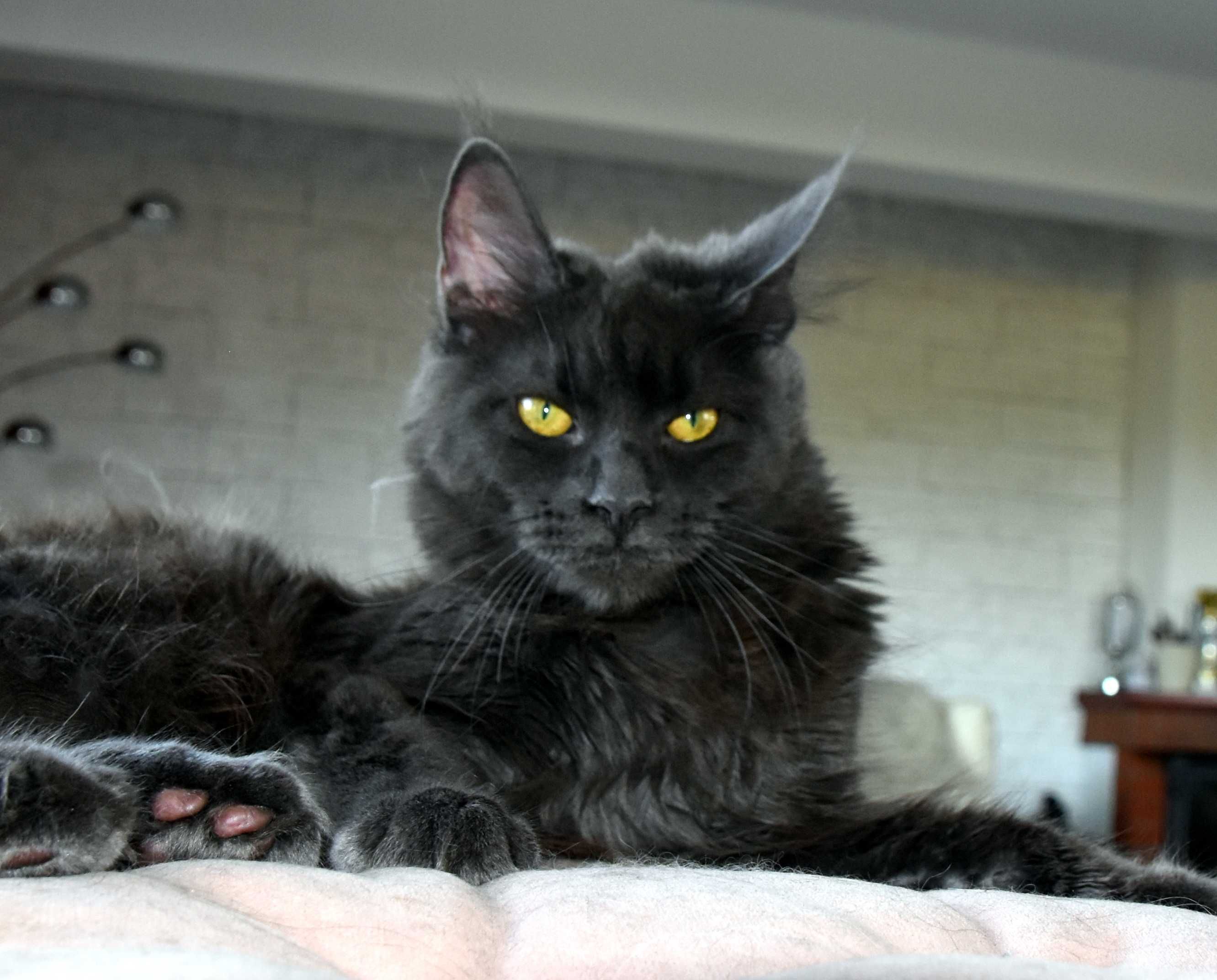 kotka niebieska Maine Coon - 7 mies