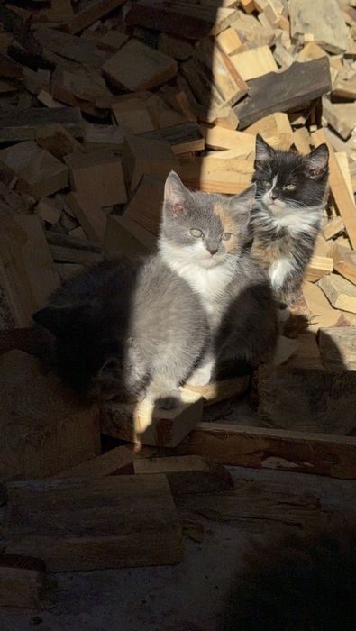 Віддамо кошеняток у хороші руки