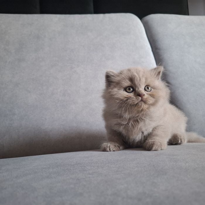 Liliowa długowłosa  kotka brytyjska - oryginalny rodowód, Fpl