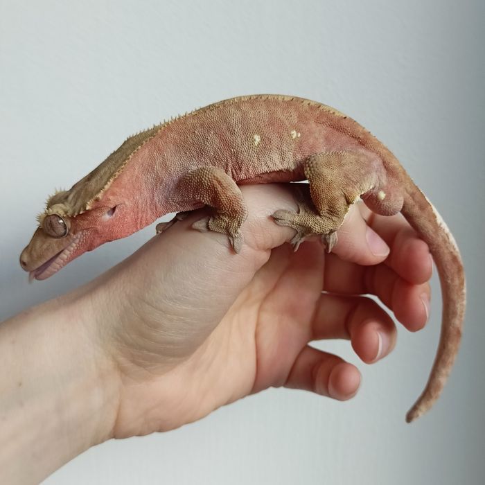 Gekon orzęsiony samiec dorosły