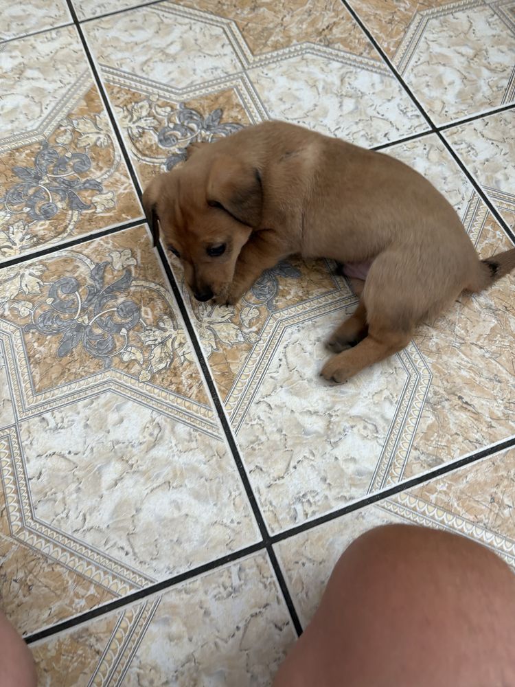 Oddam w dober ręce piesek ma 22dni mały bedzie juz sam je za darmo odd