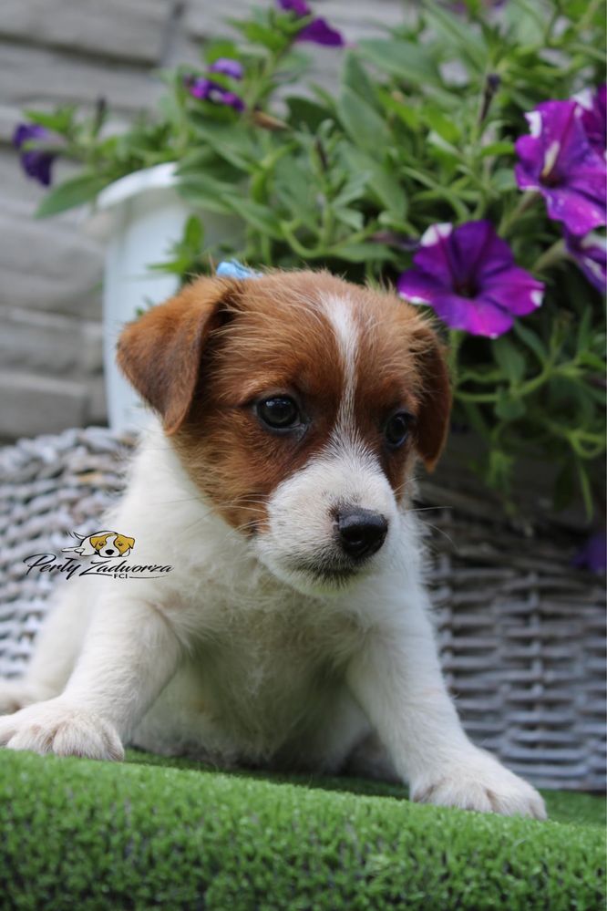 Wyjatkowy Piesek Jack Russell Terrier*ZKwP FCI*