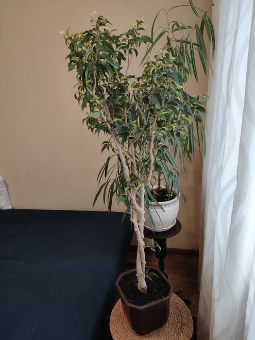 Фікус Наташа висота 90см.